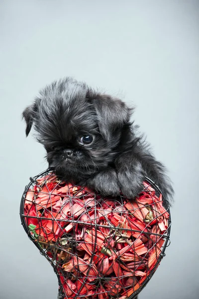 Zwart Hond Portret Hart Bloemblaadje — Stockfoto