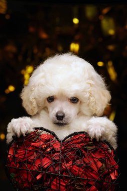 Köpek portresi kalp koyu arkaplan 
