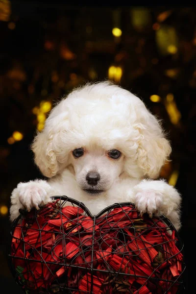 Köpek Portresi Kalp Koyu Arkaplan — Stok fotoğraf