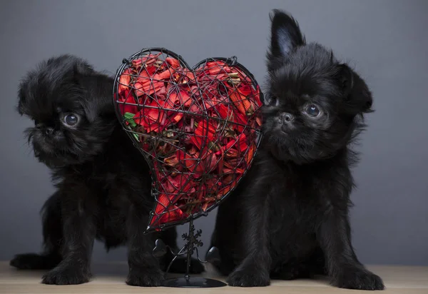 Köpek Portresi Kalp Taç Yaprağı Masası — Stok fotoğraf