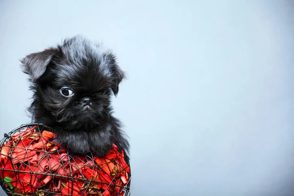 Svart Hund Porträtt Hjärta Kronblad — Stockfoto