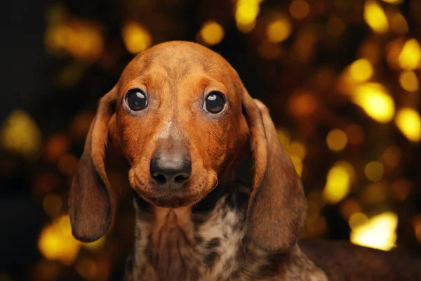 Dog Portrait Gold Bokeh Dark Background — Stock Photo, Image