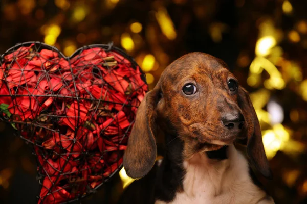 dog portrait heart dark background