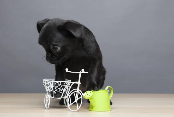 Полив Портрета Собаки Велосипедный Стол — стоковое фото