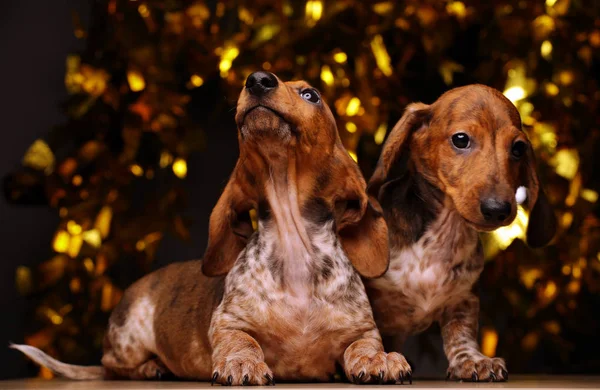 Dog Portrait Gold Bokeh Dark Background — Stock Photo, Image