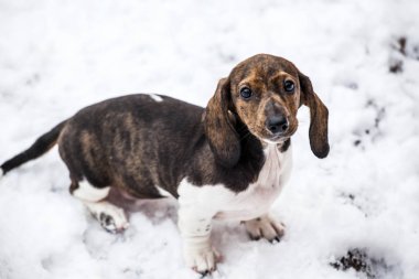 köpek portresi kar yolu arka planı 