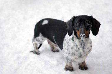 köpek portresi kar yolu arka planı 