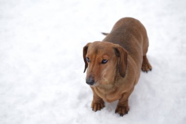 köpek portresi kar yolu arka planı 