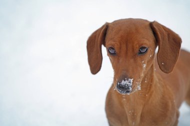 köpek portresi kar yolu arka planı 