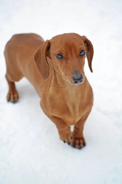 犬の肖像雪の道の背景 — ストック写真