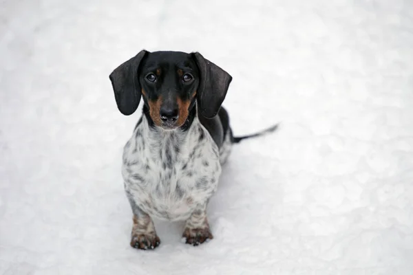 Hund Porträtt Snö Väg Bakgrund — Stockfoto