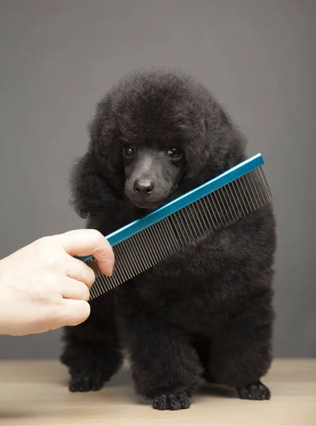Köpek Portresi Saç Fırçası Masası — Stok fotoğraf