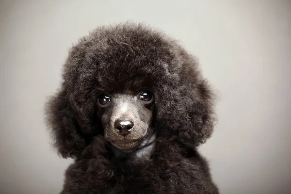 Preto Cão Retrato Cinza Fundo — Fotografia de Stock