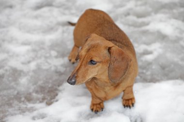 köpek portresi kar yolu arka planı 
