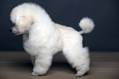 köpek portresi masası koyu arkaplan