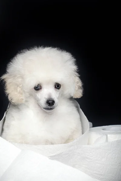 Cão Retrato Papel Fundo Escuro — Fotografia de Stock