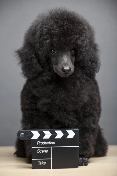 Dog Portrait Clapper Board Table — Stock Photo, Image