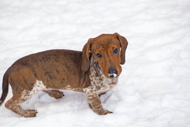 köpek portresi kar yolu arka planı 