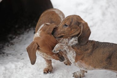 köpek portresi buz arkaplanı 