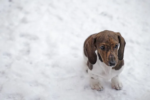 Portrait Chien Neige Route Fond — Photo