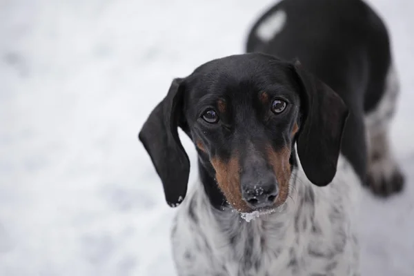 Hund Porträt Schnee Straße Hintergrund — Stockfoto