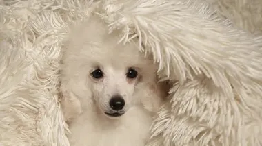 köpek portresi ekose arka plan HD görüntüleri 