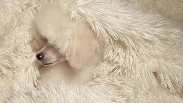 Hond Portret Wol Geruite Achtergrond Beeldmateriaal — Stockvideo