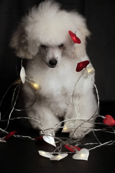 Köpek Portresi Karanlık Arka Plan — Stok fotoğraf