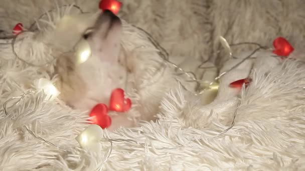 Hond Portret Slinger Wol Achtergrond Beeldmateriaal — Stockvideo