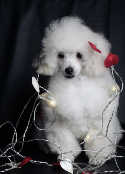 Dog Portrait Garland Dark Background — Stock Photo, Image