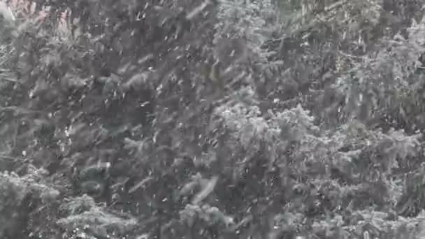 neige vent sapin arbre fond hd séquences  