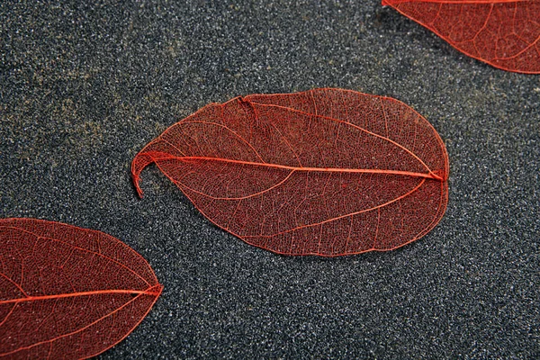Красный Сушеный Лист Асфальтового Фона — стоковое фото