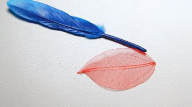 kuş tüyü kurumuş deri arka plan HD görüntüleri 