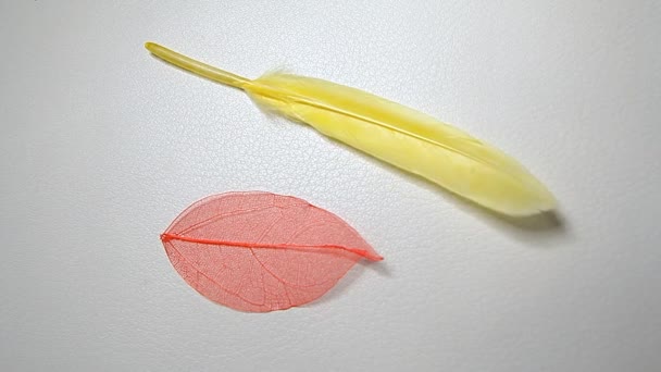 Oiseau Plume Séché Feuille Cuir Fond Séquences — Video