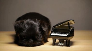 Köpek yavrusu siyah piyano ahşap masa HD görüntüleri 