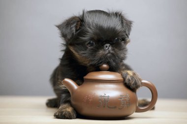 Köpek portresi çaydanlık ahşap masa.