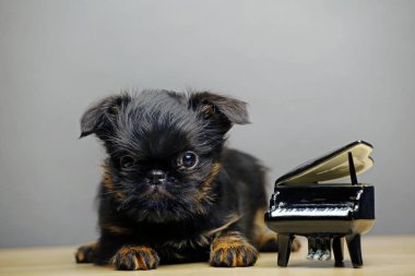 köpek portresi piyano tablo arka planı 
