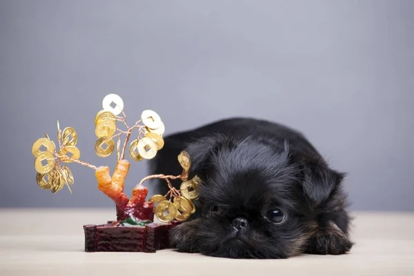 Ağaç Sikkesi Köpek Portresi Masası — Stok fotoğraf