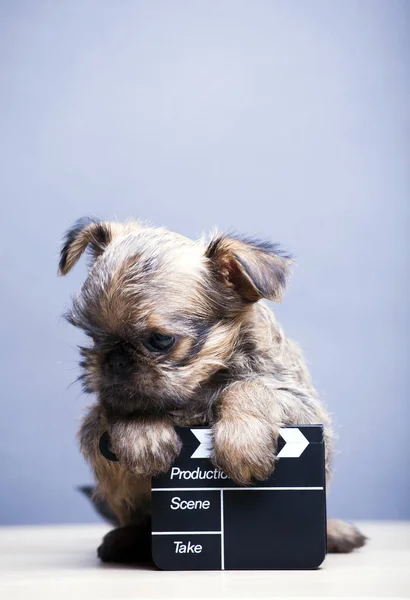 Puppy Portrait Clapper Board Table — Stock Photo, Image