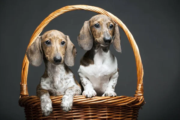 Hund Porträt Korb Dunklen Hintergrund — Stockfoto