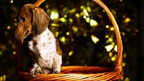 Hund Porträt Korb Dunkler Hintergrund Filmmaterial — Stockvideo
