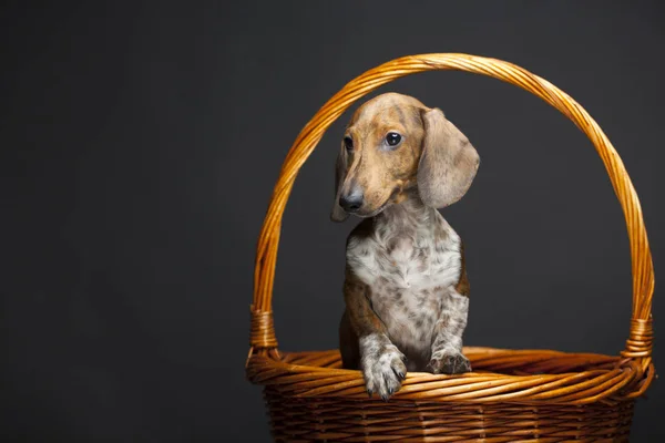 Hund Porträtt Korg Mörk Bakgrund — Stockfoto