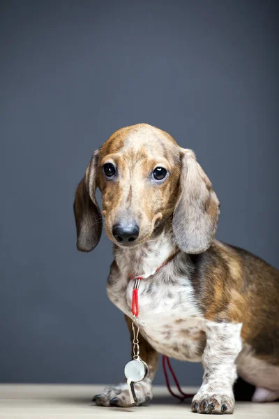 Hund Porträt Tisch Dunkler Hintergrund — Stockfoto