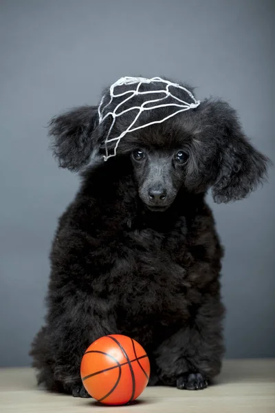 Köpek Basketbol Masasının Görüntüsü — Stok fotoğraf