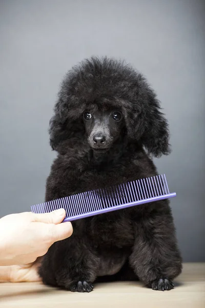Köpek Portresi Saç Fırçası Masası — Stok fotoğraf