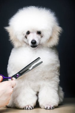 Köpek portresi makas el masası