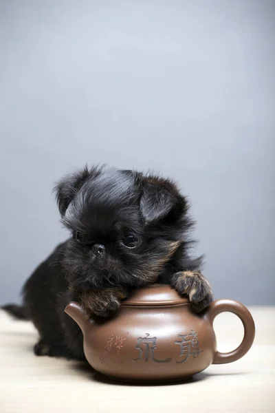 Immagine Della Tabella Teiera Cane — Foto Stock