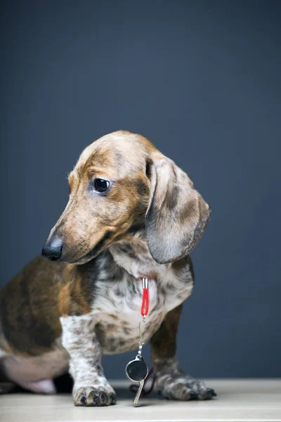 Hund Porträtt Bord Mörk Bakgrund — Stockfoto