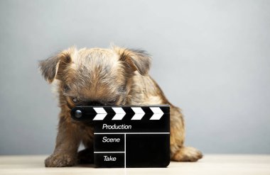 Köpek alkışlama tahtası görüntüsü