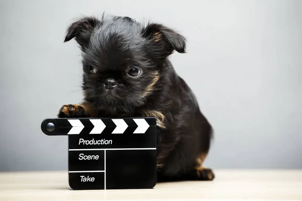 Image Dog Clapper Board — Stock Photo, Image
